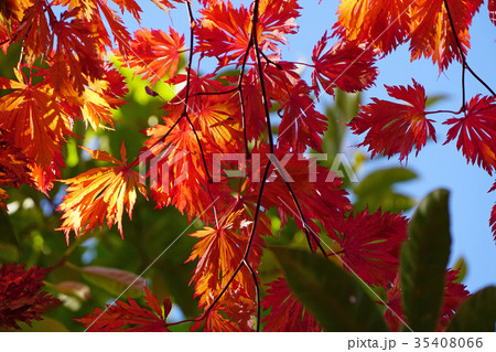 珍しいハウチワカエデの園芸品種 舞孔雀の紅葉 珍しいハウチワカエデの園芸品種 舞孔雀の紅葉 35408066