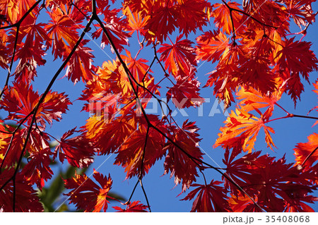 珍しいハウチワカエデの園芸品種　舞孔雀の紅葉 35408068