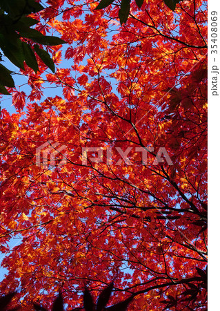 珍しいハウチワカエデの園芸品種　舞孔雀の紅葉 35408069