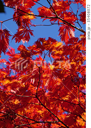 珍しいハウチワカエデの園芸品種　舞孔雀の紅葉 35408072