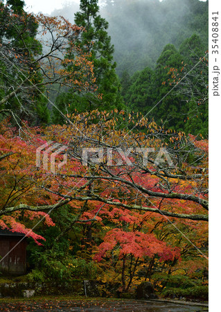 奥津渓谷の紅葉 35408841