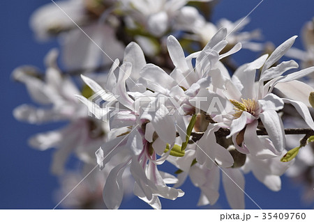 白い花 街路樹 咲く 花 木の花 快晴 晴れ アウトドア 自然 植物の写真素材