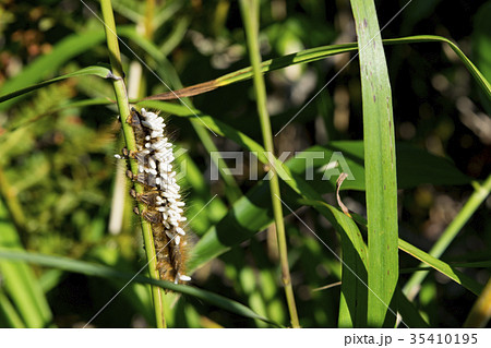 寄生蜂 寄生蜂 35410195