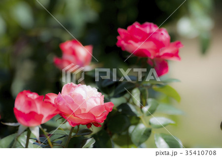 バラの花 バラの花 35410708