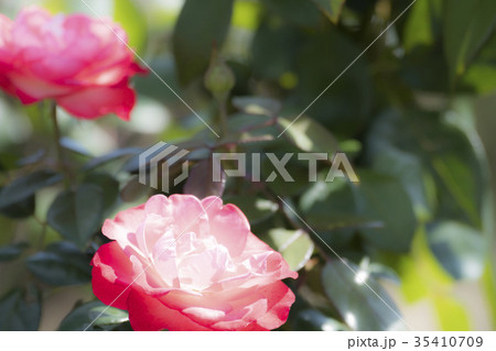 バラの花 バラの花 35410709