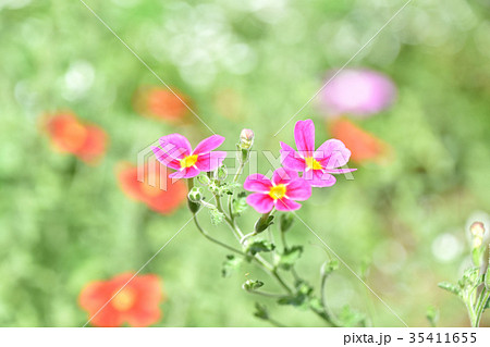 サンブリテニア・パープルディーバ 35411655