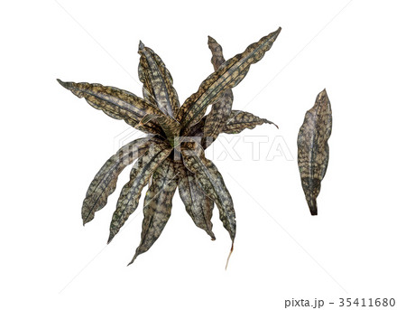 Black and brown Sansevieria isolated on white 35411680