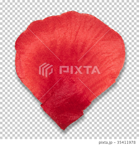 花 フラワー お花 35411978