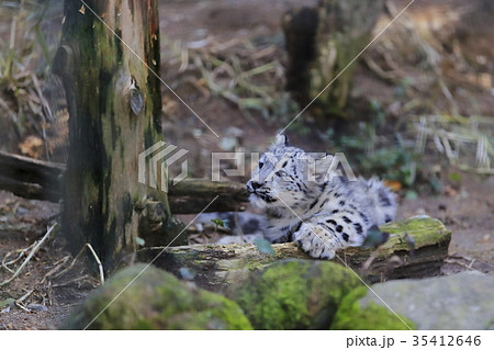 ユキヒョウの赤ちゃん ユキヒョウの赤ちゃん 35412646