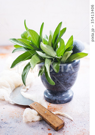 fresh sage fresh sage 35413406