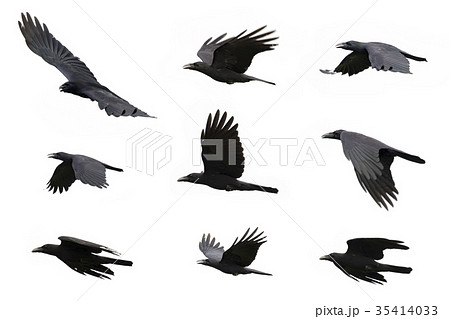 Group Of Black Crow Flying On White Background の写真素材