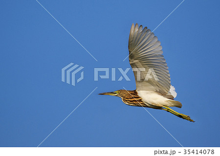 Image of a pond heron(Ardeola) flying in the sky. Image of a pond heron(Ardeola) flying in the sky. 35414078