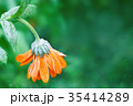 A bright orange calendula flower 35414289