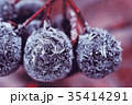 The aronia is covered with hoarfrost 35414291