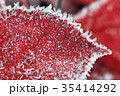 Red leaves of aronia in ice crystals.  35414292