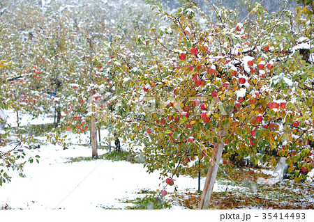 初冬のりんご園 35414493