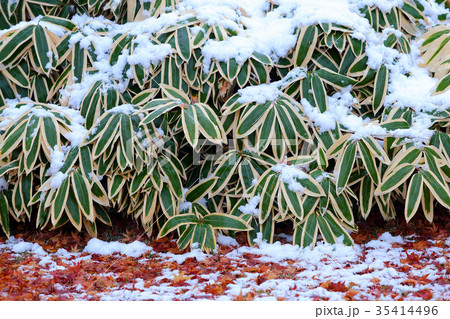 初雪と笹 35414496