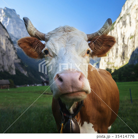 Cow, Alps. Jungfrau region, Switzerland 35414776