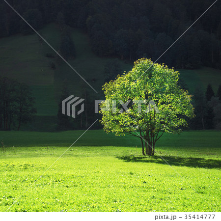 tree on mountain field, Lauterbrunnen, Switzerland tree on mountain field, Lauterbrunnen, Switzerland 35414777