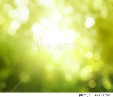bokeh of sunny forest 35414798