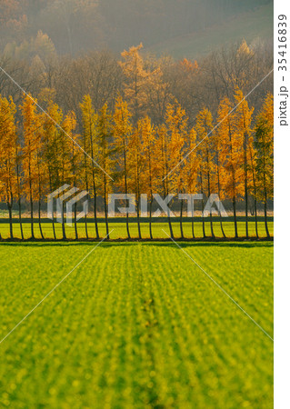 秋のエゾマツ 35416839