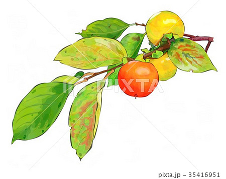 柿のイラスト素材
