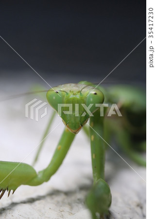 ハラビロカマキリの顔 35417230