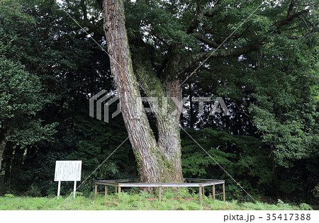 洞草薬師堂のコナラ 35417388