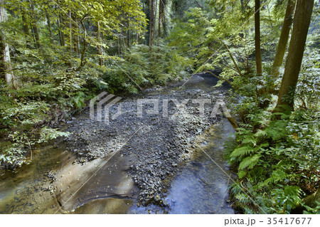 三浦半島二子山、秋の森戸川源流 35417677