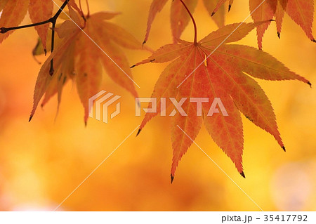 キレイにオレンジ色に紅葉しているモミジの葉のアップ キレイにオレンジ色に紅葉しているモミジの葉のアップ 35417792