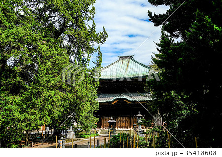 鎌倉　建長寺の仏殿と柏槇（びゃくしん） 35418608
