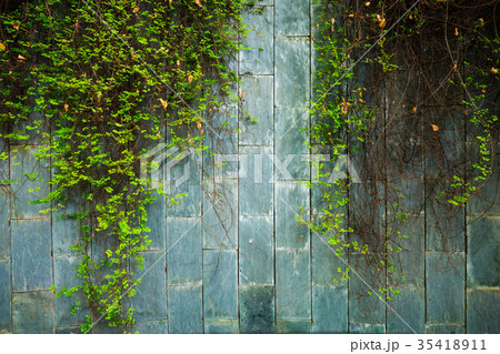 old stone wall with green ivy old stone wall with green ivy 35418911