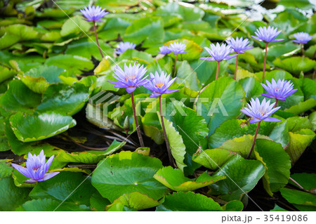 lotus flower in pond at marina bay front,Singapore lotus flower in pond at marina bay front,Singapore 35419086