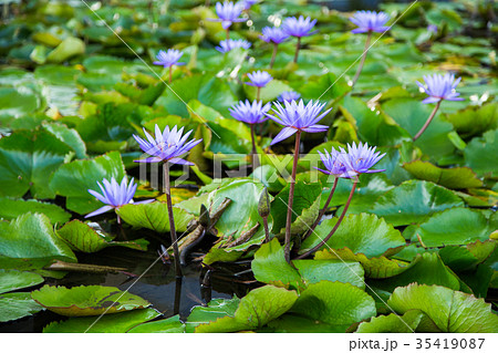 lotus flower in pond at marina bay front,Singapore lotus flower in pond at marina bay front,Singapore 35419087