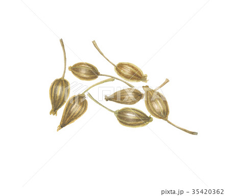 アニスシード アニスシード 35420362