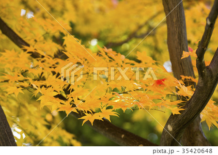 しっとりした紅葉 35420648