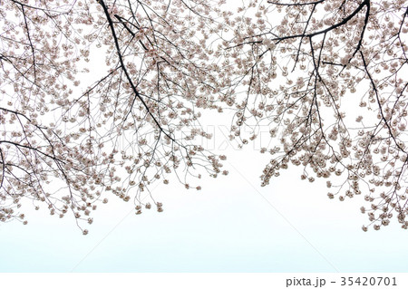 曇り空と桜 35420701