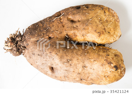 つくね芋 つくね芋 35421124