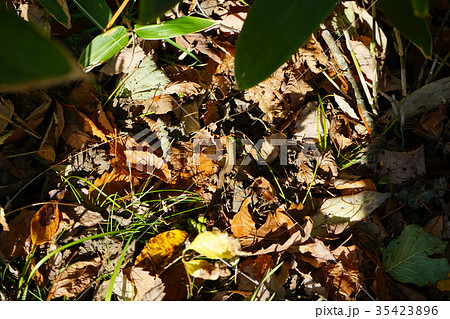 秋のトカゲ 35423896