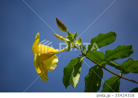Yellow Allamanda flower  with green leaf 35424316