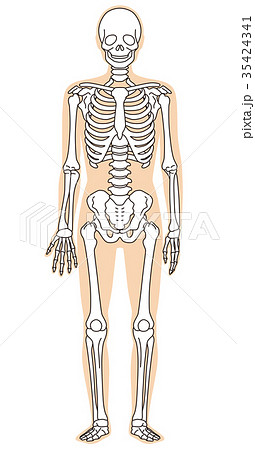 骨格模型 人体 医療のイラスト素材