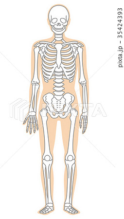 骨格模型 人体 医療のイラスト素材 [35424393] - PIXTA