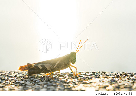 Grasshopper enjoy sunset Grasshopper enjoy sunset 35427543