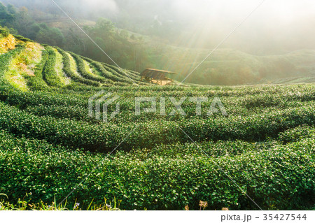Tea plantation field sunrise 35427544