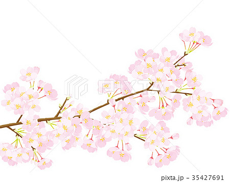 桜 イラストのイラスト素材 35427691 Pixta