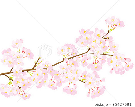 桜 イラストのイラスト素材