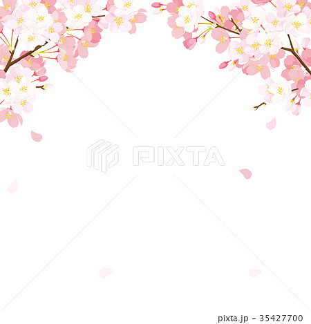 桜 背景イラストのイラスト素材
