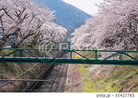 山北町 4月 桜 山北駅 の写真素材