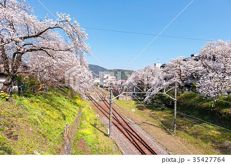 山北町 4月 桜 山北駅 の写真素材