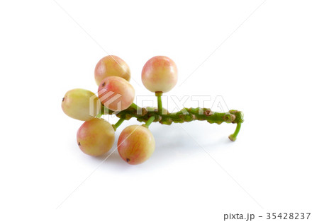 phyllanthus isolated on white background 35428237